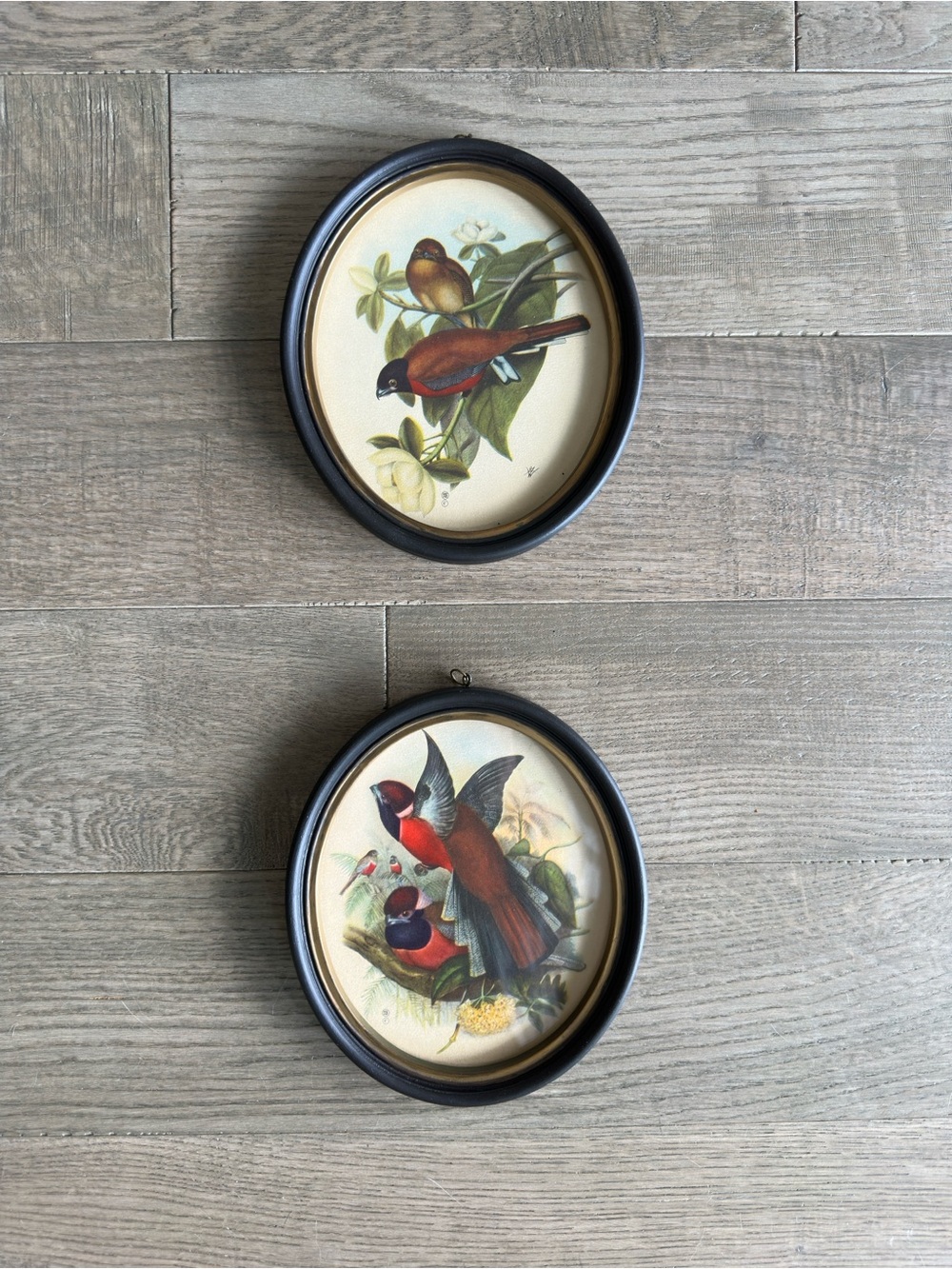 Vintage Red and Brown Bird Oval Wall Art Set